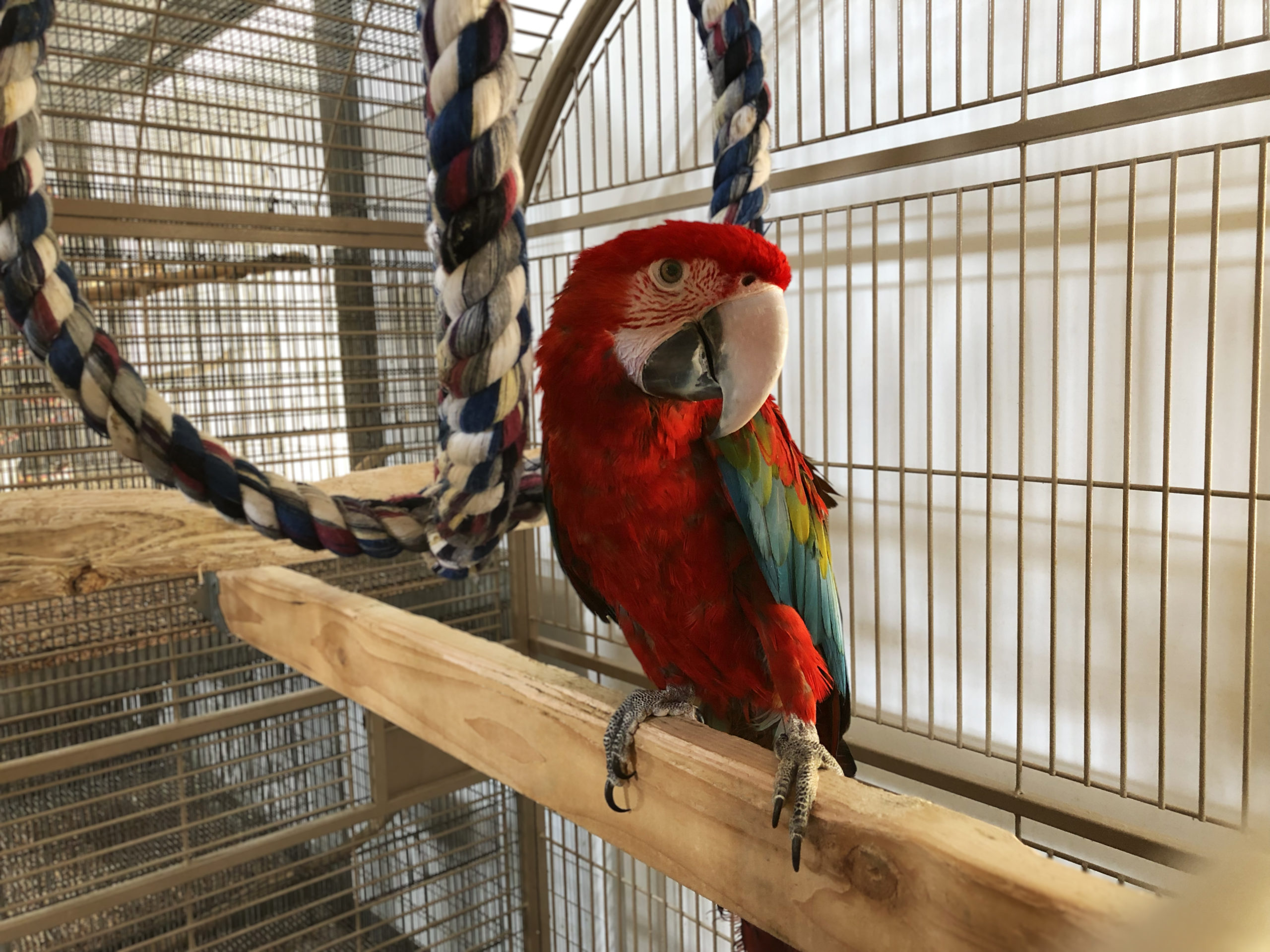 Green-Wing-Baby